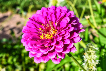 Hermosa y colorida flor Zinnia Elegans floreciendo en el mes de agosto