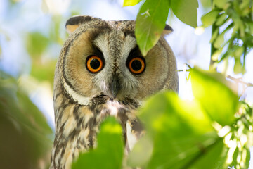 owl - regard intense