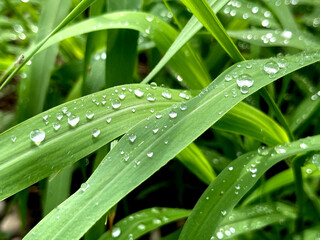 Fresh green grass with rain water drops. Summer nature background. Nature scene with droplets on green leaf. Beautiful artistic image of purity and freshness of nature