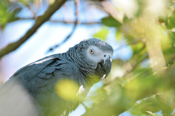parrot on branch gris du gabon