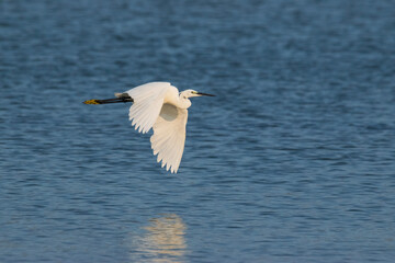 Fototapeta na wymiar Egret in flight