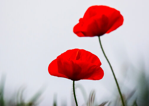 red poppy flower coquelicots