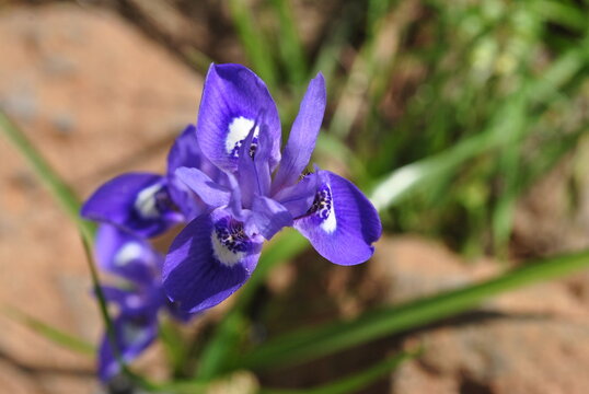 Blue Iris or Barbary Nut, (Moraea sisyrinchium . Gynandriris sisyrinchium) Israel a dwarf iris,
