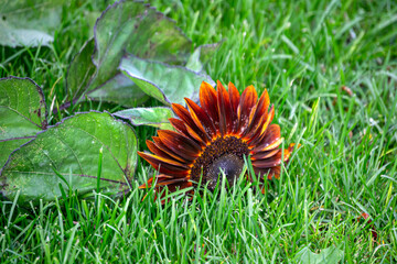 Decorative sunflower flower with brown petals on green grass.