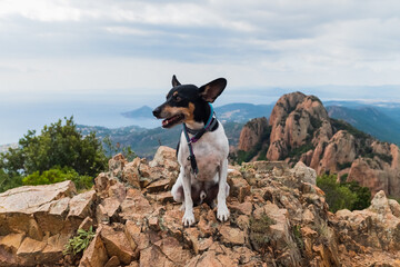 Jack Russel Dog Breed, sitting on top of a mountain at Cap Esterel, South of France