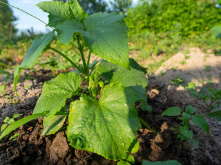 close-up of cucumber leaves growing in the soil. The concept of agriculture