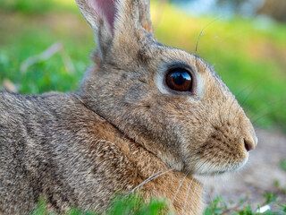 Close-up portrait of a cute little rabbit. Selective focus, pet