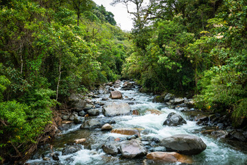 Naklejka premium Jungle path to the Lost Waterfalls in Boquete, Panama.