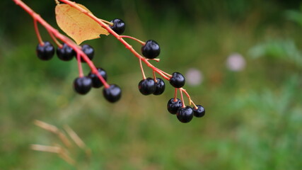 Bird cherry berries round plan. Black berries on a twig. A bunch of berries. Black bird cherry on a tree branch. Summer berry harvest. Summer plants. Meadow plants.