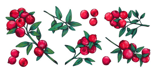 Cranberry. Hand drawn forest summer wild berry for dessert and vegetarian food. Red sour cowberry vintage sketch. Organic plant stems with green leaves. Vector botanical elements set