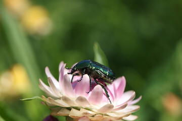 Black-green beetle sits on pink flower closeup