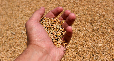 Wheat grains close up view perfect picture