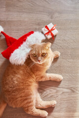 Cute cat in Santa Claus hat, british shorthair cat lyuing on the floor at home, festive Christmas decor. beloved pet top view.