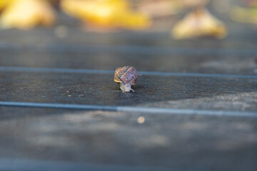 spider on a leaf