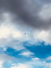seagull in the sky