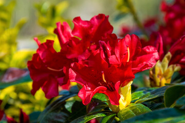 red and yellow flowers