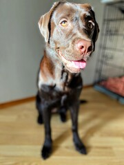 Cute chocolate labrador  laying down laying on the floor, smiling and looking at the camera.