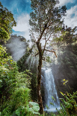Jungle path to the Lost Waterfalls in Boquete, Panama.