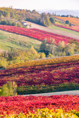 Plakat Vineyards and autumn landscape, rolling hills and fall colors
