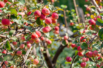 many red apples on the branches of a tree in the garden