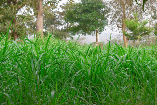 Animal Feed Grass. Seed Sorghum Sudan Grass for Cow And Goat