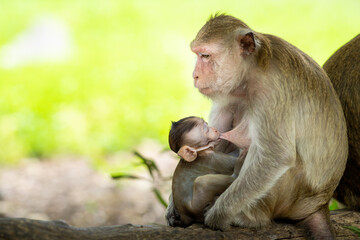 Baby monkeys are happy to suckle their mother's milk.