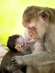 Naklejka premium Baby monkeys are happy to suckle their mother's milk.