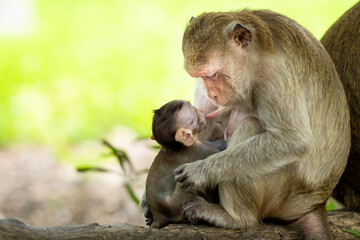 Baby monkeys are happy to suckle their mother's milk.