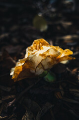 Wilting flower