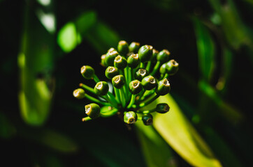 close up of a plant