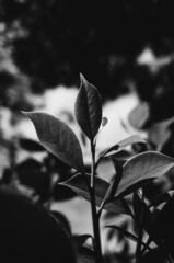 Obraz premium black and white leaves