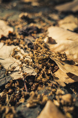 autumn leaves background