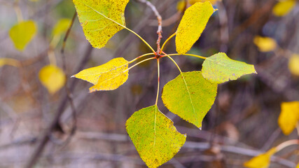 dry autumn leaves on a branch. birch leaves. leafs on a blurred background. yellow-green leaves on a birch branch. autumn time, forest background, close-up. macro photo of nature. selective focus