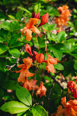 Orange flowers in the garden