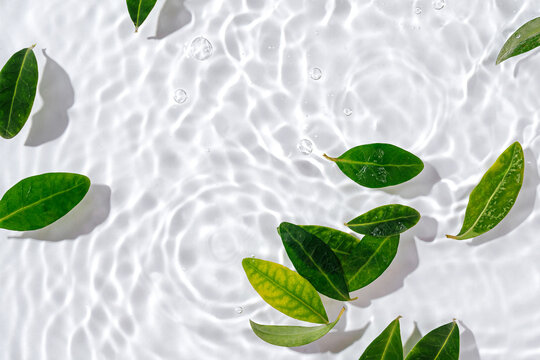 Green leaves on water surface. Beautiful water ripple background for product presentation. Copy space