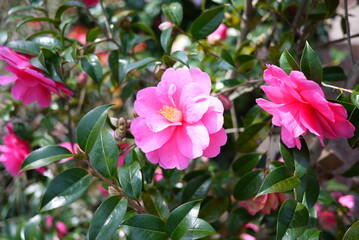 camellia in jeju island