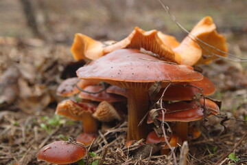 Wild mushrooms in the forest in autumn after rain.Yellow chanterelle mushrooms in a Finnish forest at autumn.
