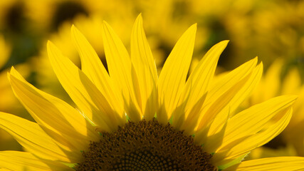 big bright yellow sunflower in the field. Large flowers of a sunflower in the sunlight. Yellow flowers on a farm field. Agriculture concept, organic products, good harvest. Growing seeds for oil.
