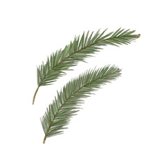 Spruce illustration. Hand drawn watercolor firtree branches isolated on white background.