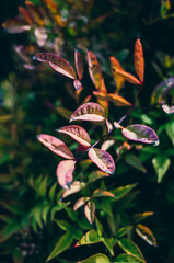 Leaves in the garden