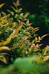 Fototapeta premium Leaves in the garden