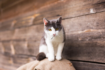 Focused cat on wooden veranda of village house