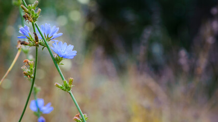 Cichorium. blue wildflowers, natural floral background. Wild autumn chicory flowers, close-up, blurred background, bokeh. summer meadow flower, blooms beautifully in blue. space for text