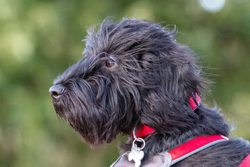 Young black cockapoo with blurred background