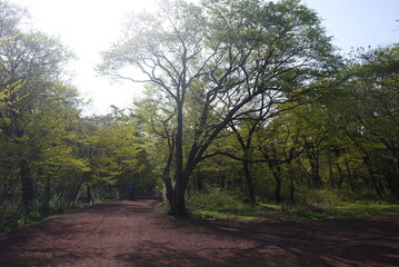 Obraz premium tree and plant in jeju island park