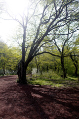 Fototapeta na wymiar tree and plant in jeju island park