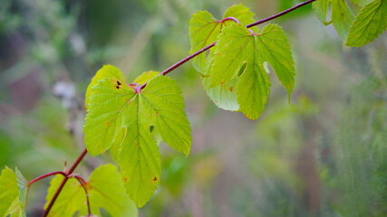 hop leaves. Humulus. green leaves of a climbing plant. natural autumn background, leaves close up. light, bright hop leaves. space for text.