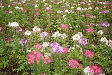 flower in jeju island park