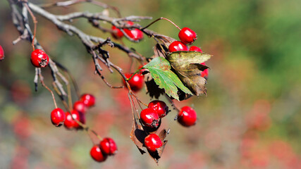 Crataegus. autumn forest red berries on a branch. Close-up of ripe winter fruits of red hawthorn with natural background. bokeh, place for text. hawthorn bush, berries in medicine, cosmetology