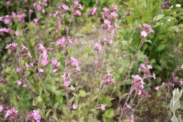 flower in jeju island park